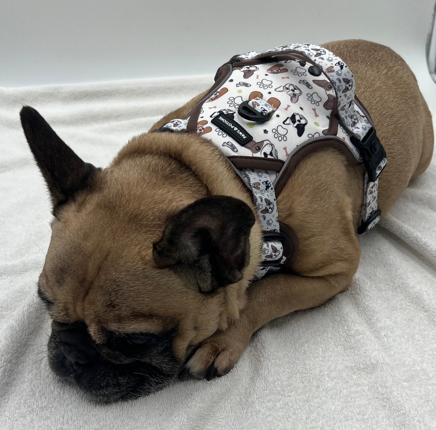 Dog Harness, Collar, Lead, Large Poo Bag Holder, Bow, Bandana & Drawstring Bag - "Frenchie Fools & Spaniel Rules" - The Paws Explorer Collection