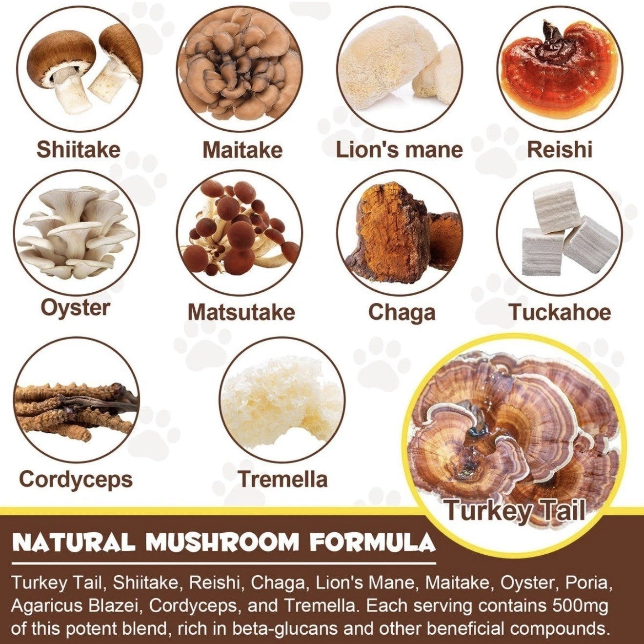 NEW ARRIVAL | Oimmal Wild Mushroom Superblend for Dogs & Cats