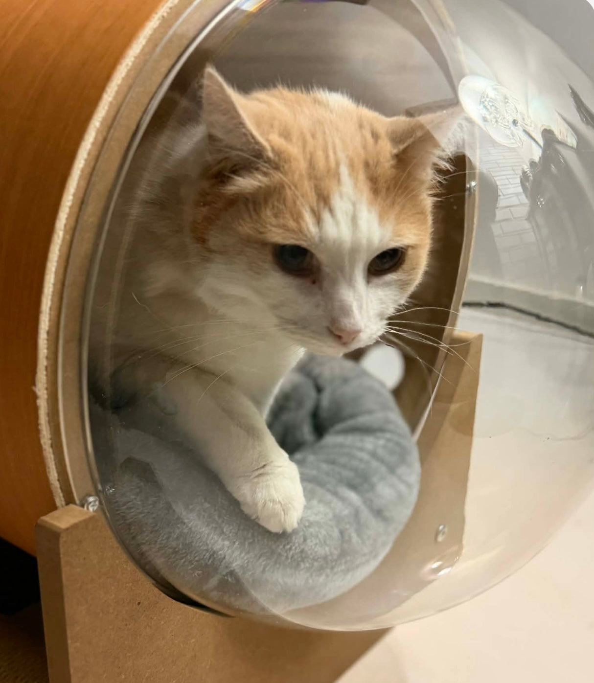 Modern Wooden Cat Capsule Bed — Transparent Bubble Design