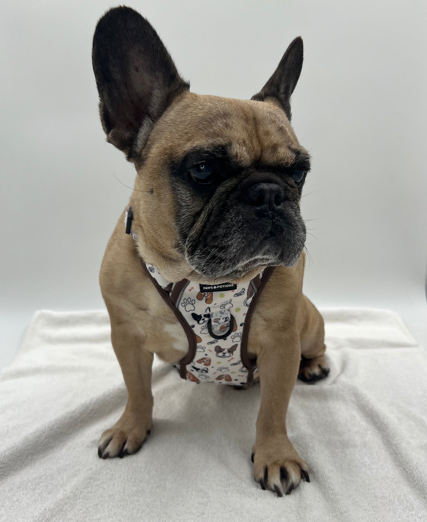 "Frenchie Fools & Spaniel Rules" Dog Harness Set - The Paws Explorer Collection - Available to Buy Separately or as a Full Matching Set