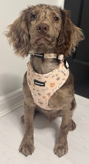 Dog Harness, Collar, Lead, Poo Bag Holder, Bow & Bandana - Paws Everyday Collection - “Pawfect Love”