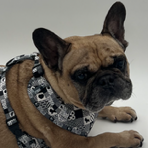 “Monochrome Mischief”  – Paws Everyday Collection - Available to Buy Separately or a Full Set