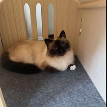 Modern Wooden Cat House with Ventilated Design