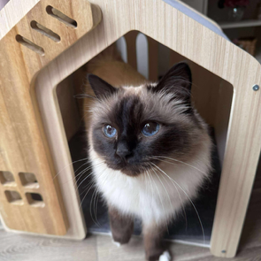 Modern Wooden Cat House with Ventilated Design